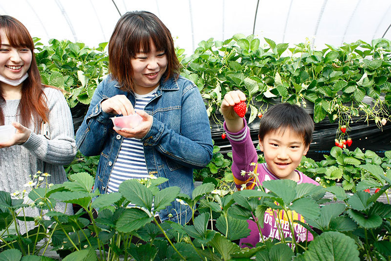 べにほっぺがたくさん出来ています
