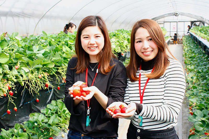 べにほっぺがたくさん出来ています