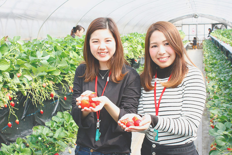 べにほっぺがたくさん出来ています