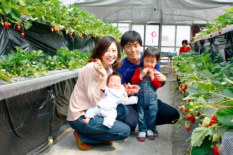 べにほっぺがたくさん出来ています