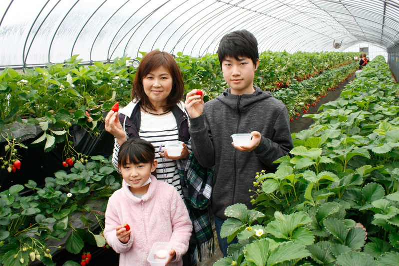 べにほっぺがたくさん出来ています