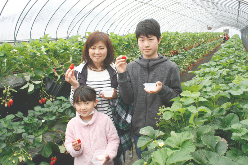 べにほっぺがたくさん出来ています