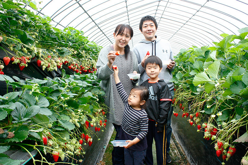 べにほっぺがたくさん出来ています