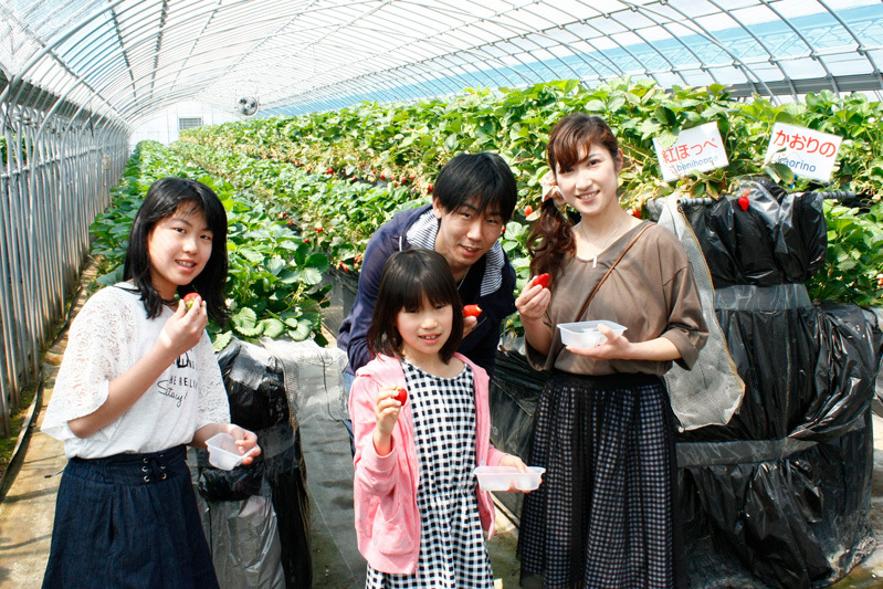 べにほっぺがたくさん出来ています