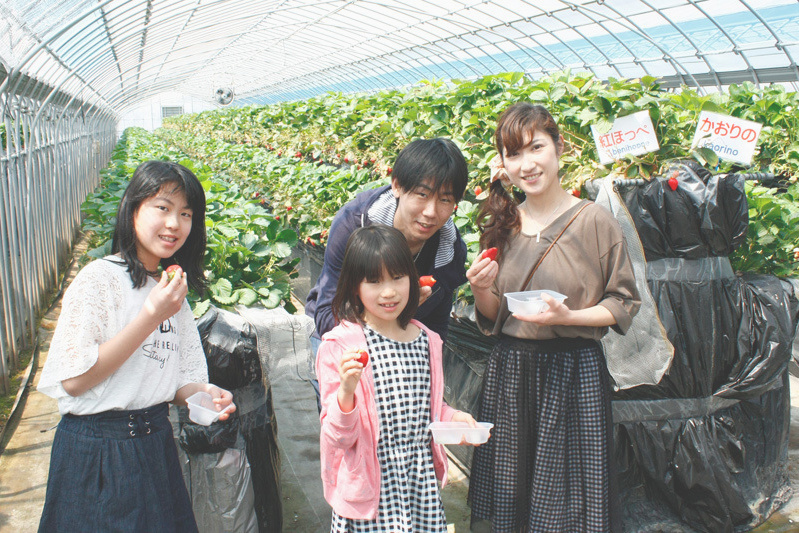 べにほっぺがたくさん出来ています