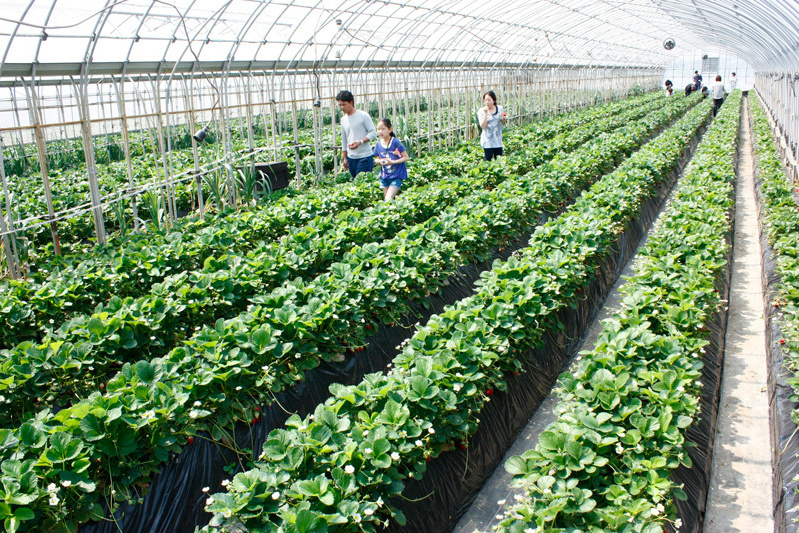 べにほっぺがたくさん出来ています