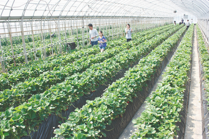 べにほっぺがたくさん出来ています