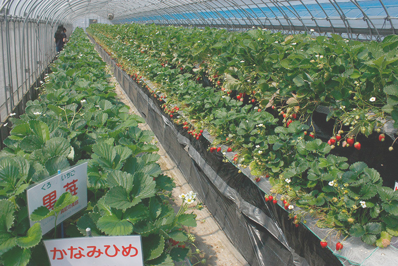 べにほっぺがたくさん出来ています