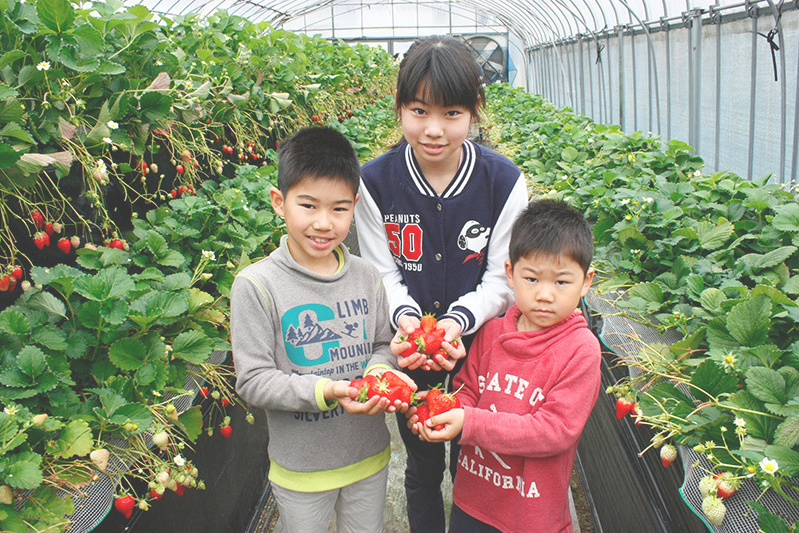 べにほっぺがたくさん出来ています