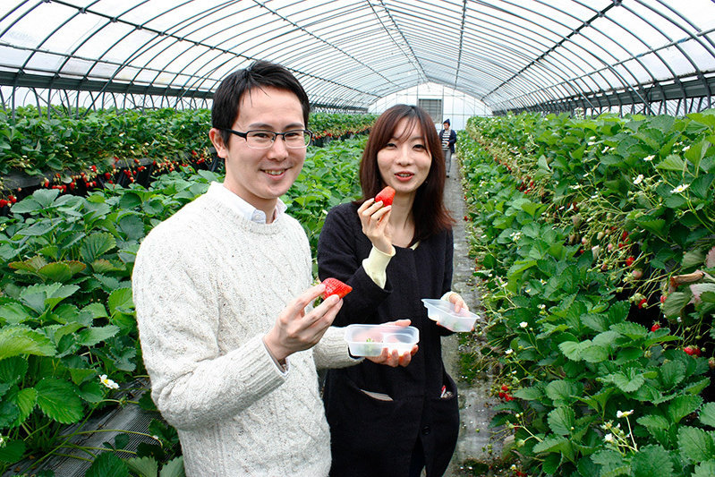 べにほっぺがたくさん出来ています