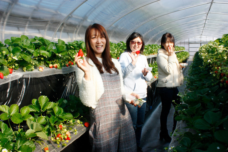 べにほっぺがたくさん出来ています