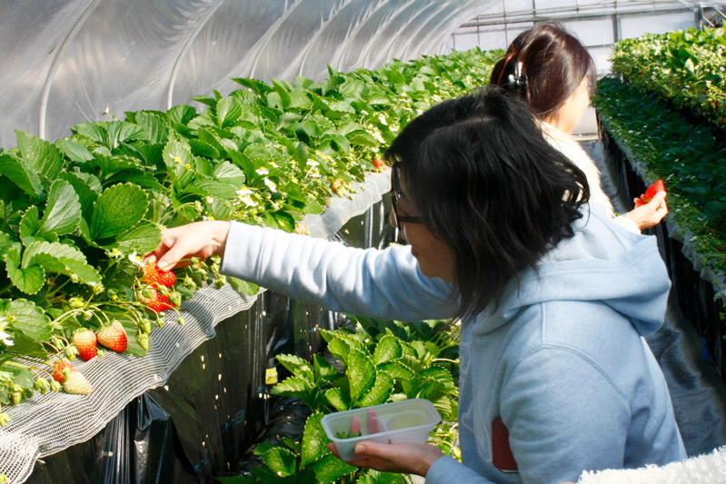 べにほっぺがたくさん出来ています