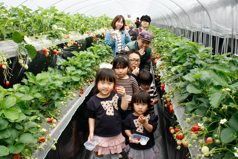 苺狩りは幸せな気持ちになれますね