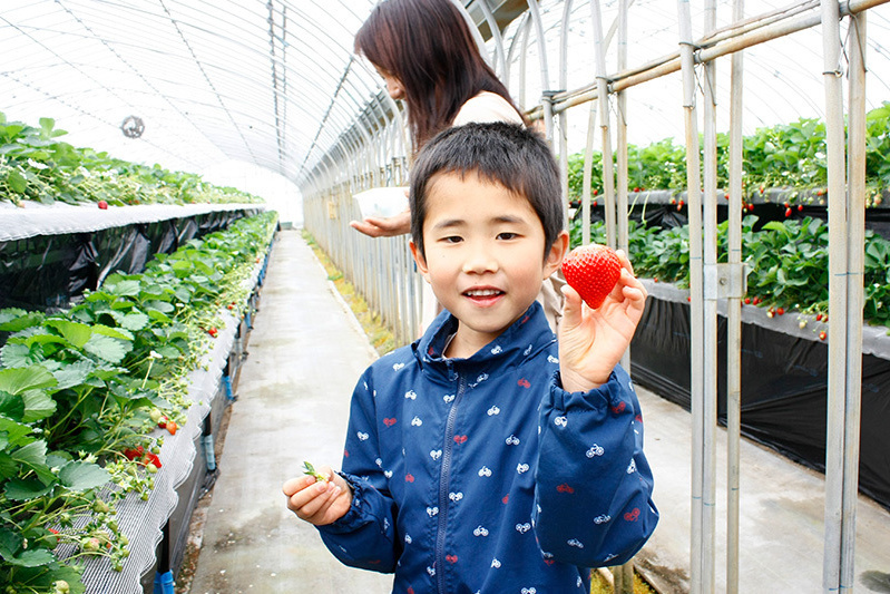 摘んでからベンチで食べるのもいいね