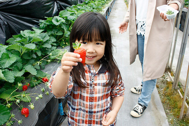おいしい苺をSNSにアップよろしく