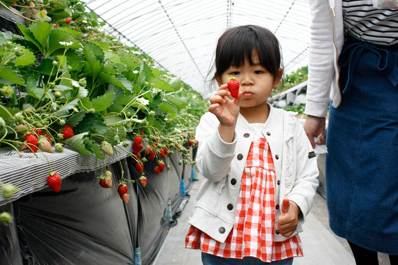 苺狩りは幸せな気持ちになれますね