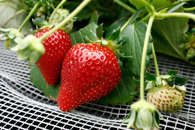 べにほっぺ（上）とおいCベリー（下）