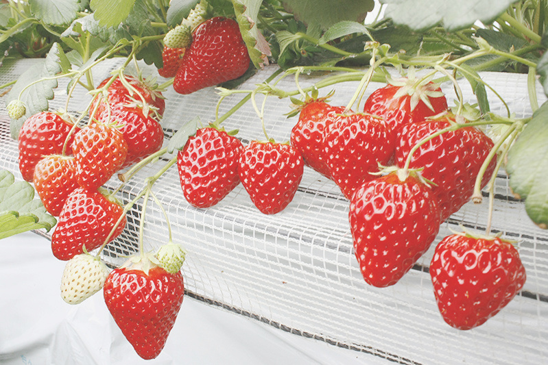 恋みのりの色は朱色っぽい感じ