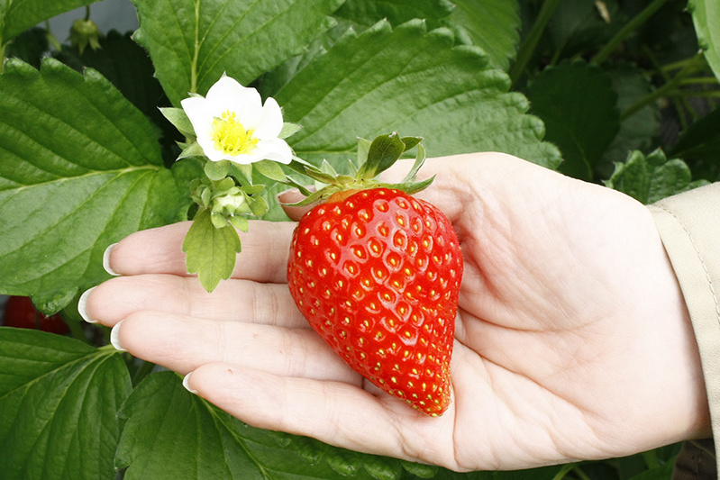 新種の恋みのり