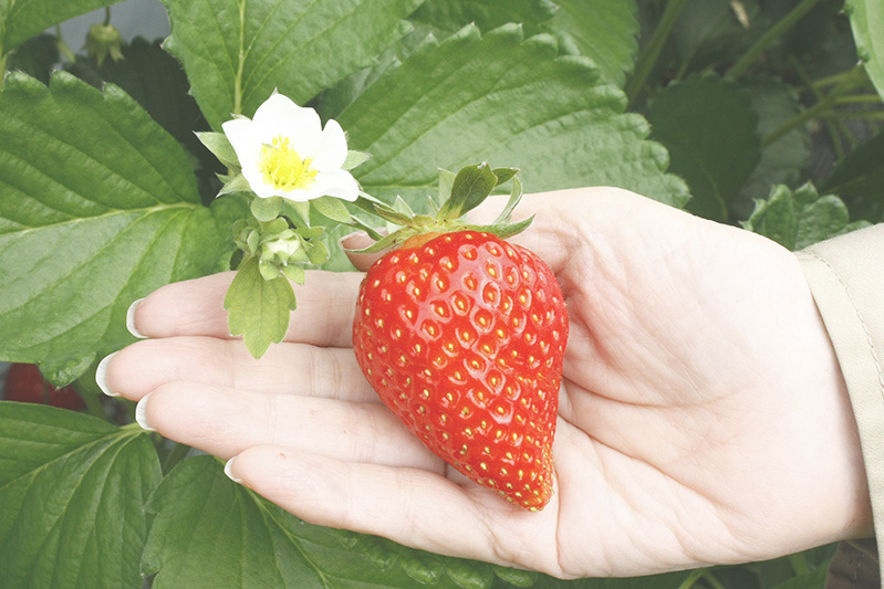 新種の恋みのり