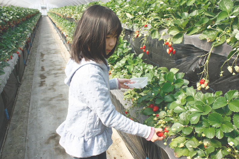 恋みのりの色は朱色っぽい感じ