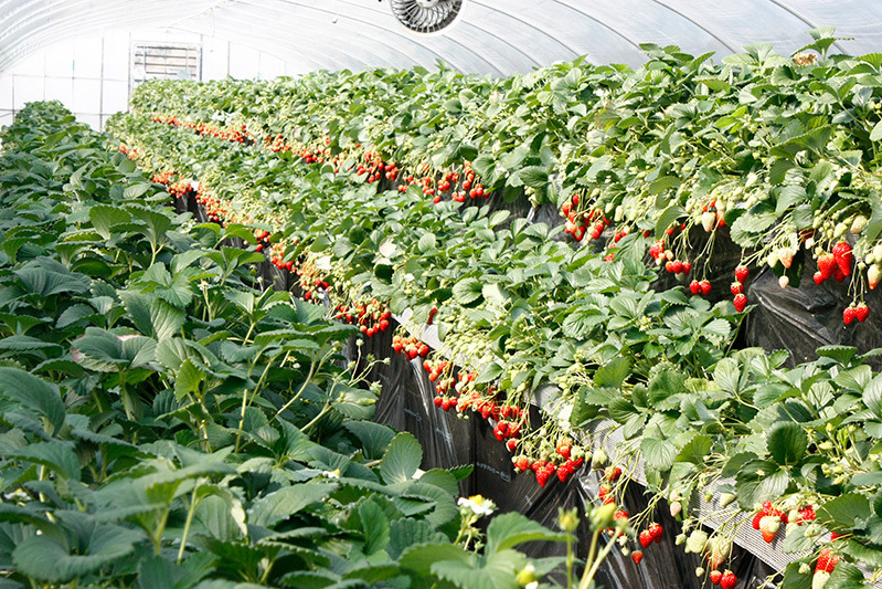 新種の恋みのり