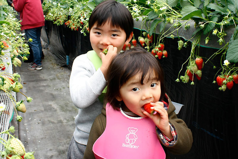 恋みのりの色は朱色っぽい感じ