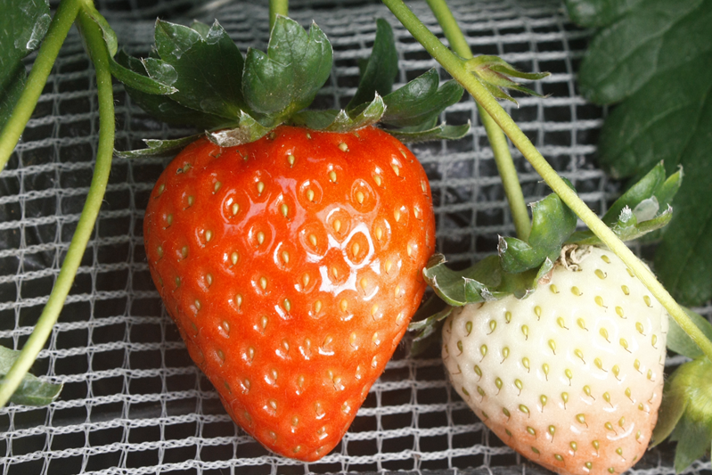 新種の恋みのり