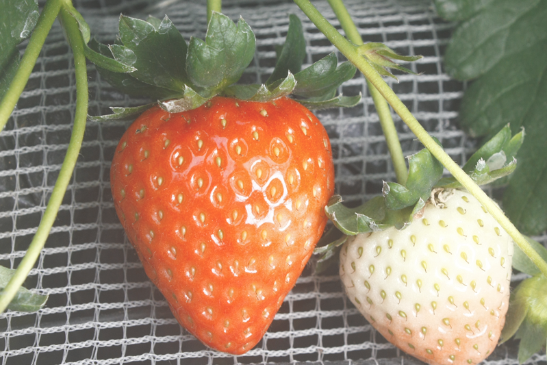 新種の恋みのり