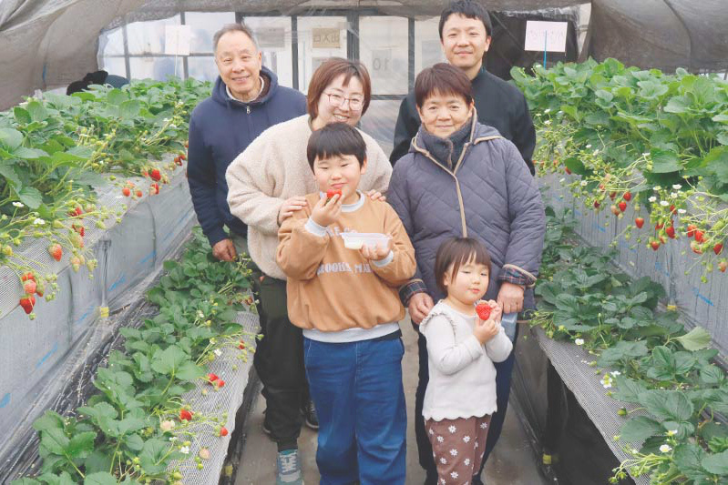 あきらいちご園苺狩り1月
