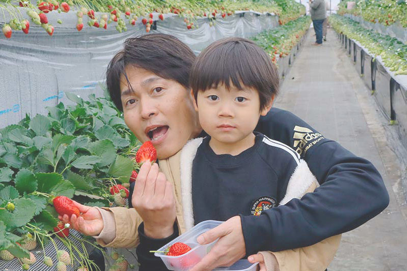 お父さんも苺狩りにノリノリ！