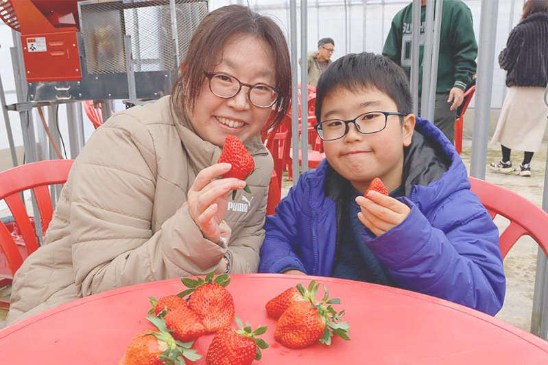 あきらいちご園苺狩り1月