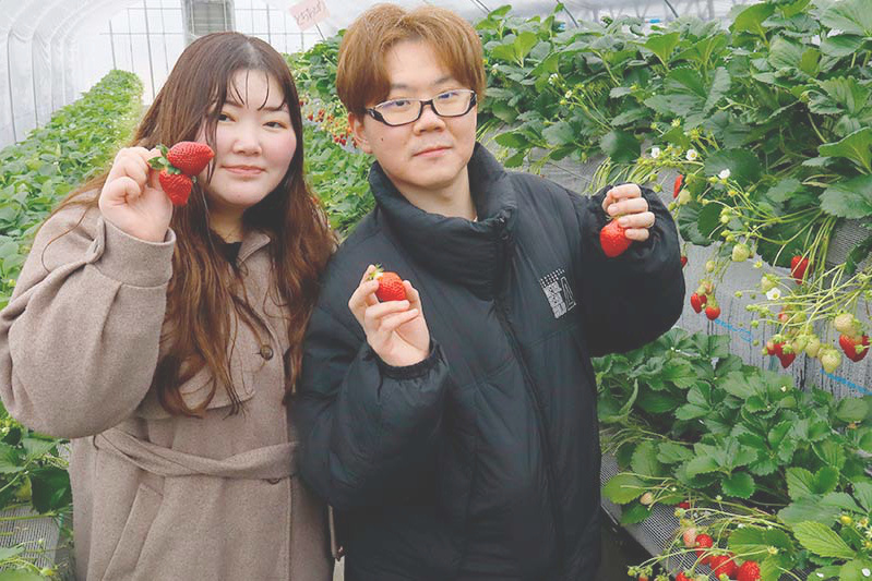 苺狩りはほっぺたが緩みますね