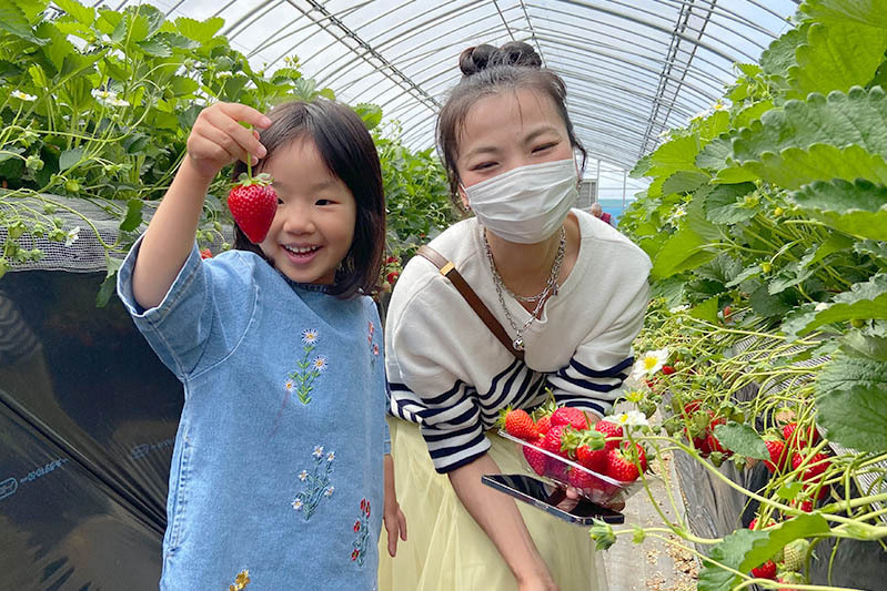 苺ニュース2021 | あきらいちご園