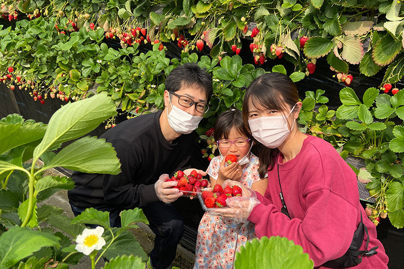 あきらいちご園苺狩り4月