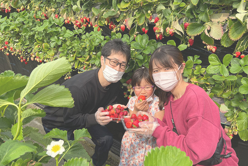 あきらいちご園苺狩り4月