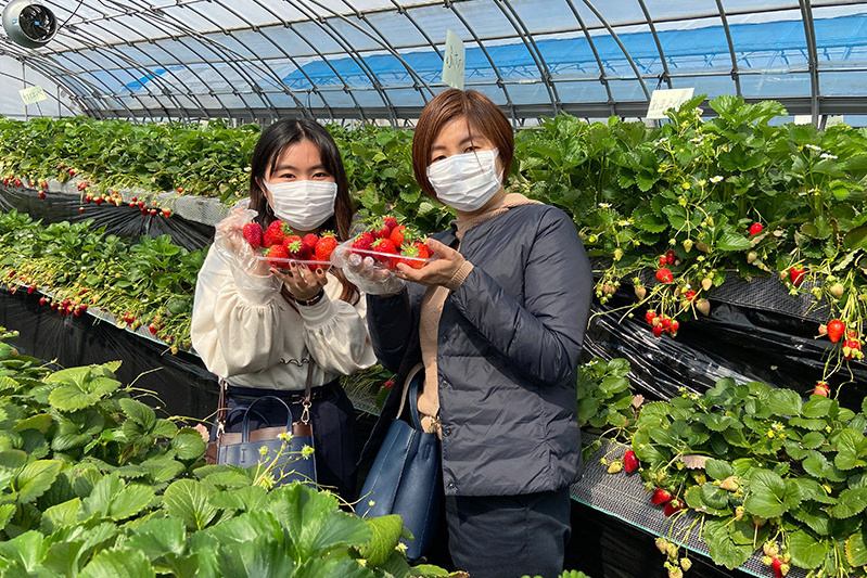 あきらいちご園苺狩り4月