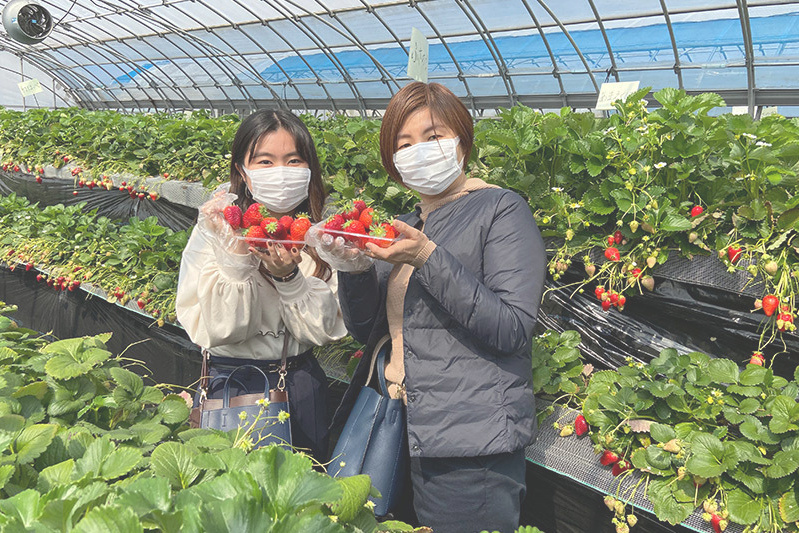 あきらいちご園苺狩り4月