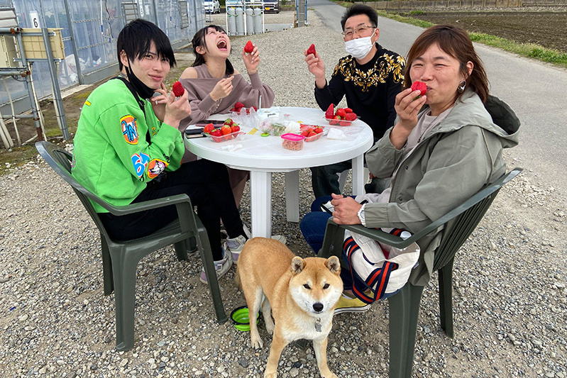 あきらいちご園苺狩り4月