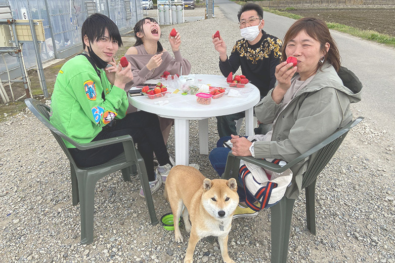 あきらいちご園苺狩り4月
