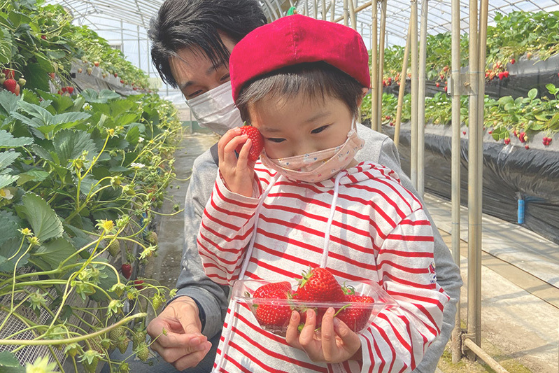 あきらいちご園苺狩り4月