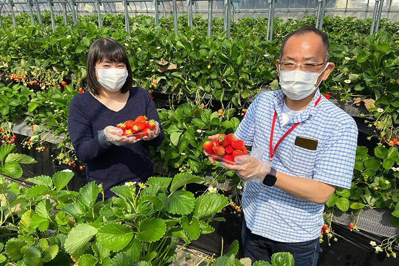 あきらいちご園苺狩り4月