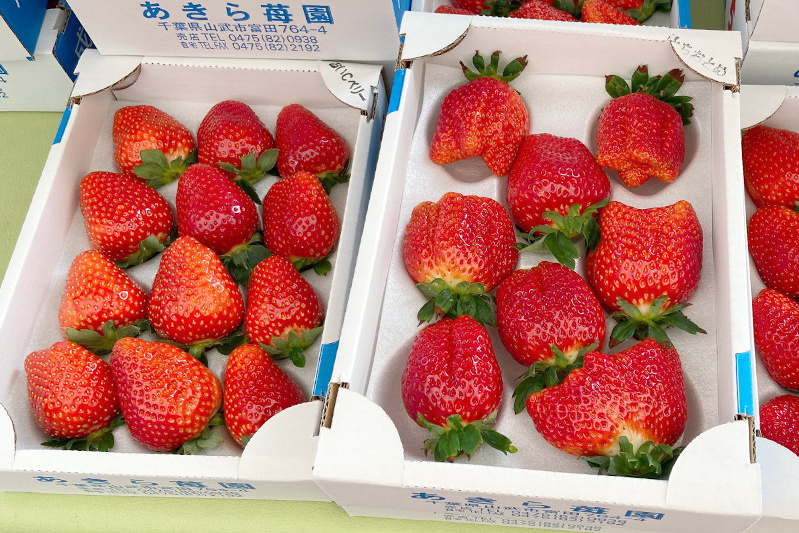 あきらいちご園苺狩り4月