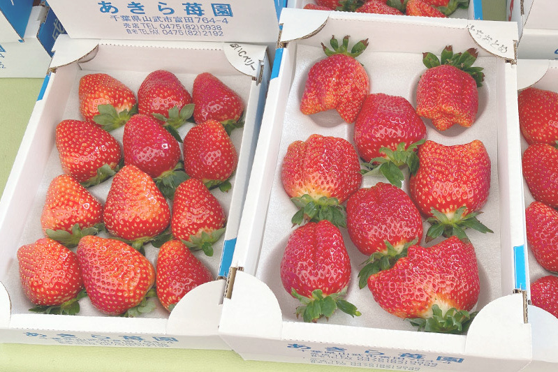 あきらいちご園苺狩り4月