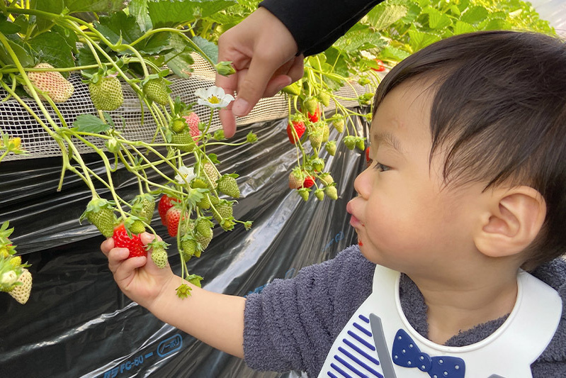 あきらいちご園苺狩り4月