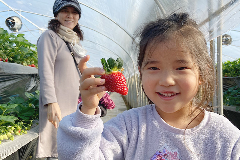 あきらいちご園苺狩り4月