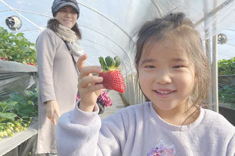 あきらいちご園苺狩り4月