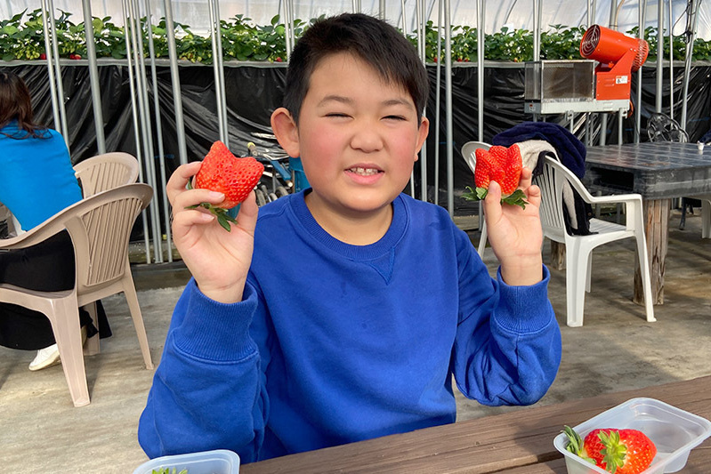 あきらいちご園苺狩り4月