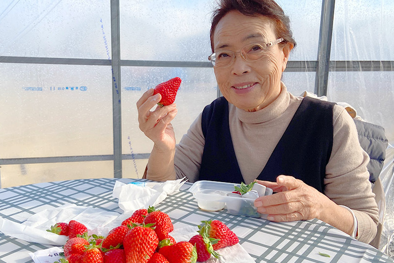 あきらいちご園苺狩り4月