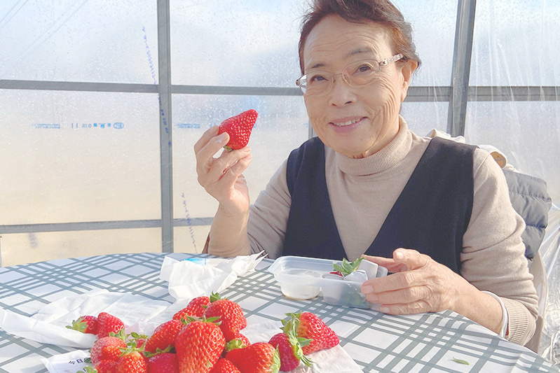 あきらいちご園苺狩り4月